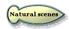 Natural scenes 